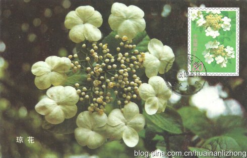 “琼花”另类极限片